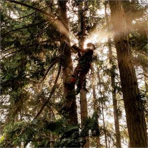 Ronin Tree Care: Your One-Stop Solution for Expert Tree Services