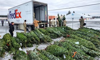 Free Christmas trees to military families