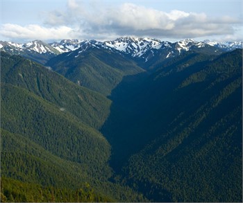 Discover the Majestic Valley of the Giants in Quinault Rainforest